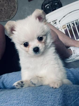 Image 9 of Beautiful pomchi puppies for sale ready for there forever ho