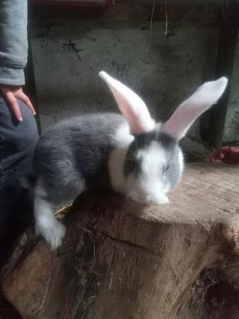 Image 4 of Continental Female Rabbit For Sale