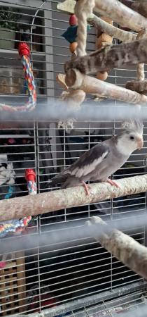 Image 5 of Cockatiel and cage+accessories available