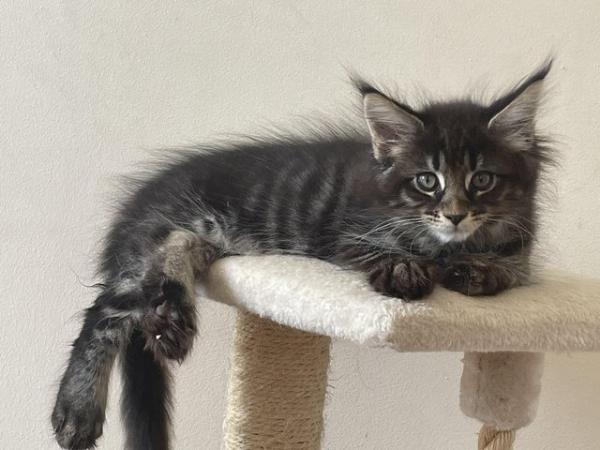Image 3 of 10 week old Full Maine Coon Kittens