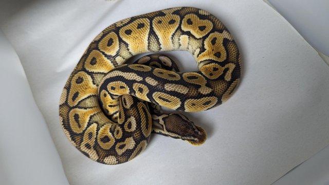 Image 21 of Whole collection of royal pythons for sale