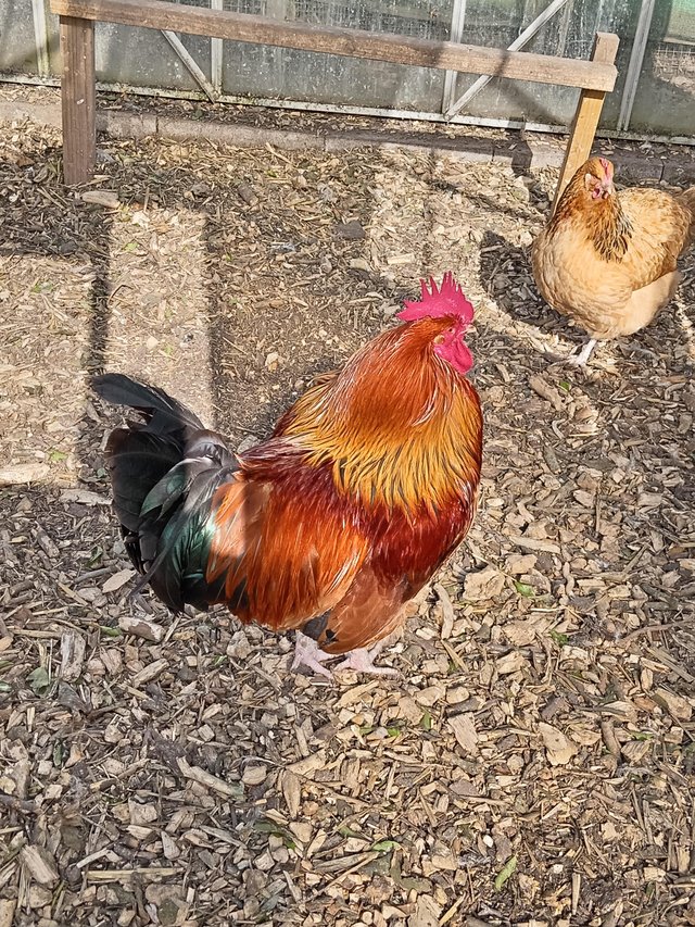Preview of the first image of Red sussex cock proven 18 month old.