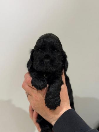 Image 5 of Stunning litter of show type cocker spaniels
