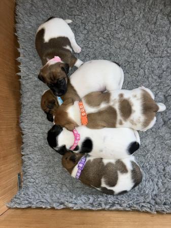 Image 7 of Stunning Jack Russell Puppies