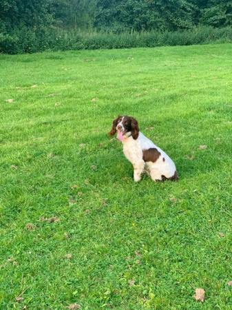 Image 3 of 5 year old springer spaniel male