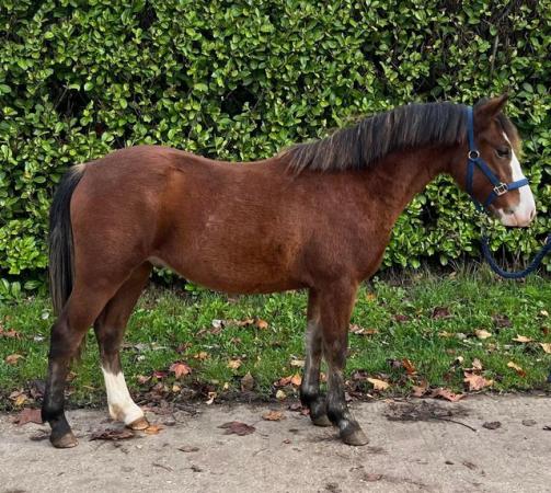 Image 2 of 3yo New Forest geldings and 2yo colt for sale