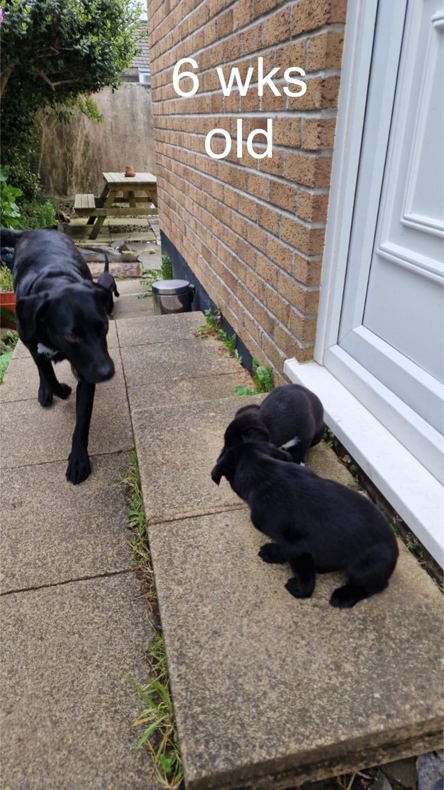 Preview of the first image of Black Lab x Collie-Lurcher Puppies, 4 girls left.
