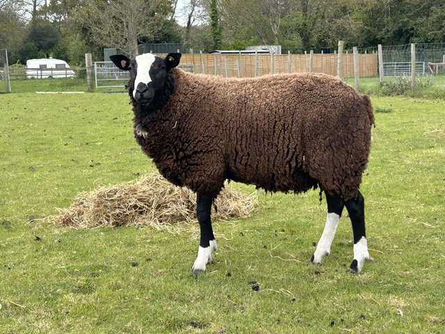 Preview of the first image of Dutch spotted x Zwartbles Ram 12 months.