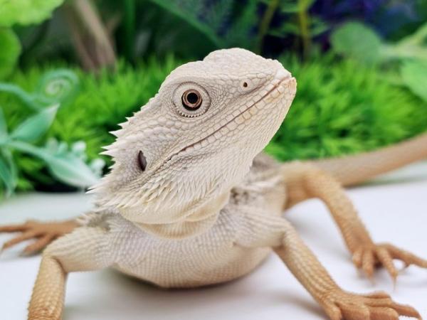 Image 5 of Various zero bearded dragons males and females
