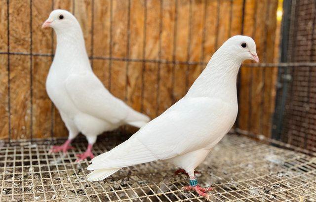 Image 2 of Pure white english doves for sale