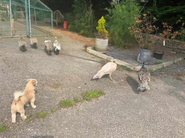 Image 2 of Young Peacocks for sale Indian blue and pied