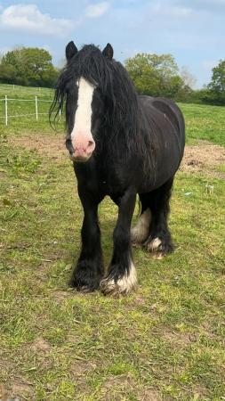 Image 3 of Hugo, 6 year old stallion