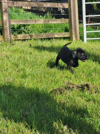 Image 11 of Beautiful Labrador Puppies For Sale