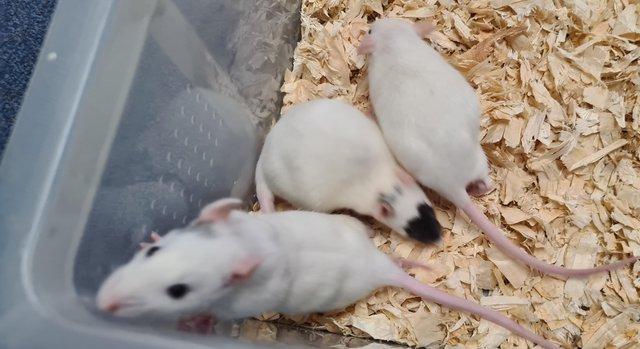 Image 2 of 6 to 8 week old rats available now