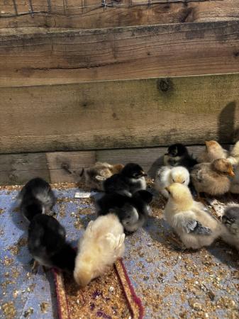 Image 2 of 2 week old, pekin / millefleurs chicks