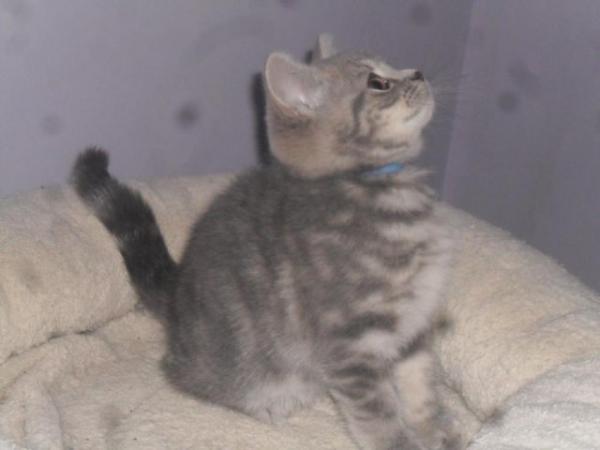 Image 4 of British Shorthair Blue Male Kitten ***READY NOW***