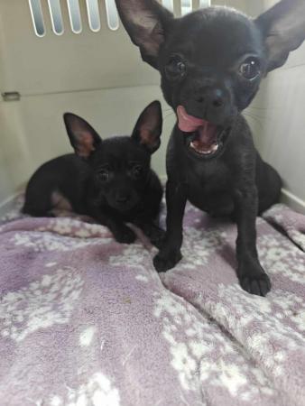 Image 9 of 2 rare solid black male chihuahua puppies ready now!