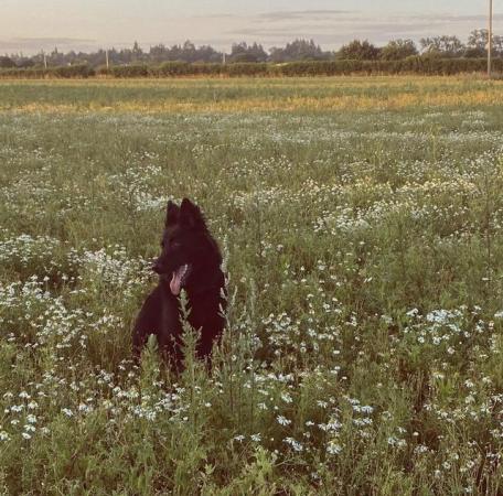 German Shepherd puppies for sale in Bracknell, Berkshire – 4 years old - Image 2 of 5