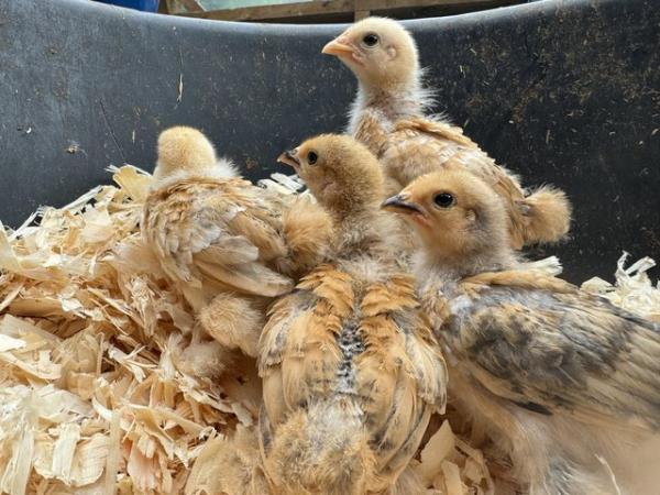 Image 1 of Day old Pekin chicks unsexed other ages available