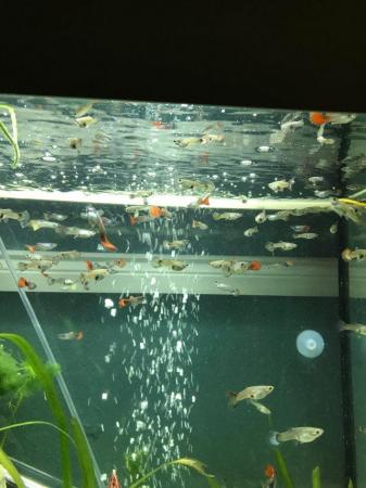 Image 3 of Fish and assassins snails 12 for £10