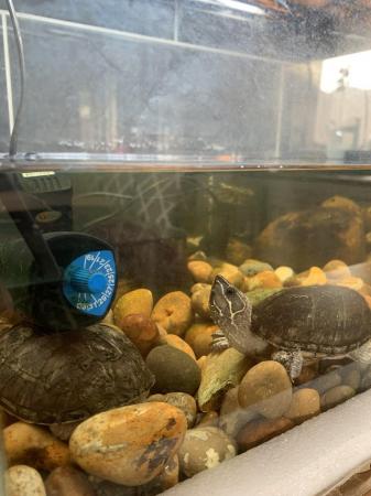 Image 3 of 2x Musk Turtles for sale