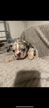 Image 5 of 2 male 2 female French bulldog pups for sale
