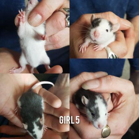 Image 8 of Baby rats girls and boys smooth coat top eared