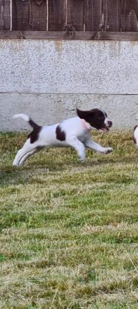 Image 19 of Champion line beautiful english springer spaniels puppies