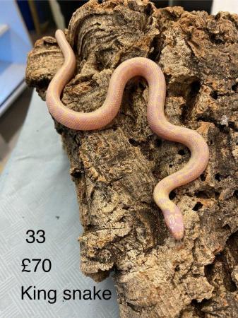 Image 7 of Corn snakes £50 and King snakes £70 mixed sex