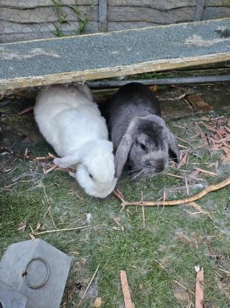 Image 3 of Bonded male and female rabbits
