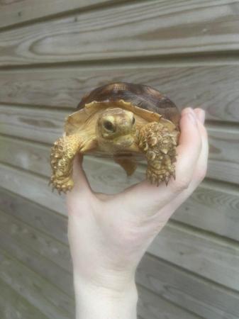 Image 3 of 9months old sulcata tortoises for sale