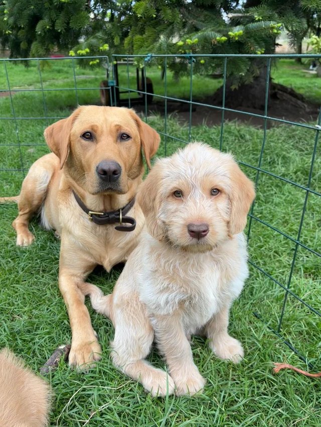 Preview of the first image of Reduced To Good Homes Australian Labradoodle Puppies.