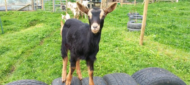 Image 3 of Female and wether goat kids for sale