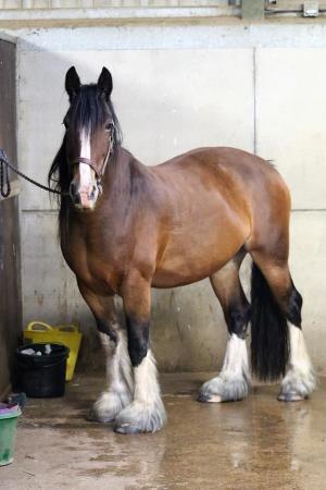 Image 1 of Heavyweight cob/Shire cross - wanted