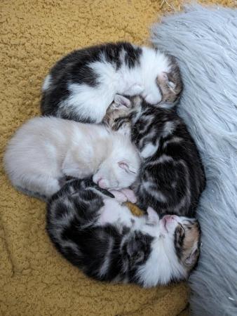 Image 3 of 4 beautiful kitten's for sale