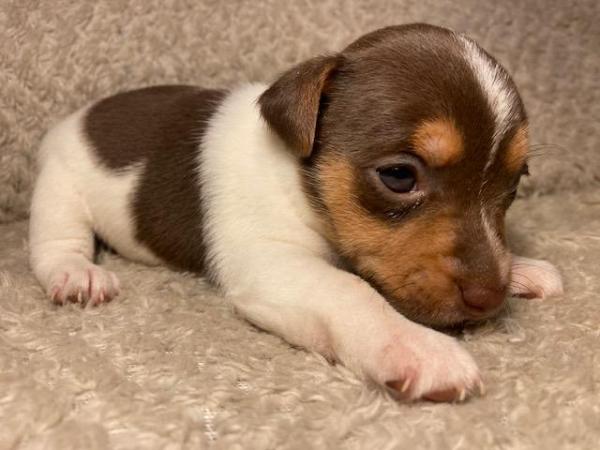 Miniature Jack Russells Puppies for sale in Ashorne, Warwickshire - Image 8