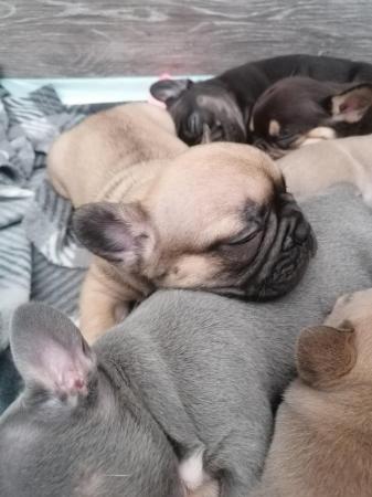 Image 8 of French bulldog puppies 2 girls left
