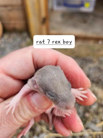 Image 1 of Extremely friendly baby rats ready 17th june