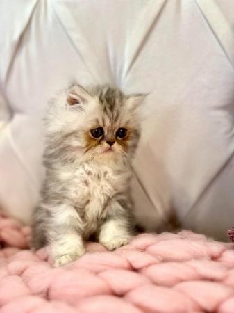 Image 21 of **Stunning 5 generation pedigree Persian kittens**