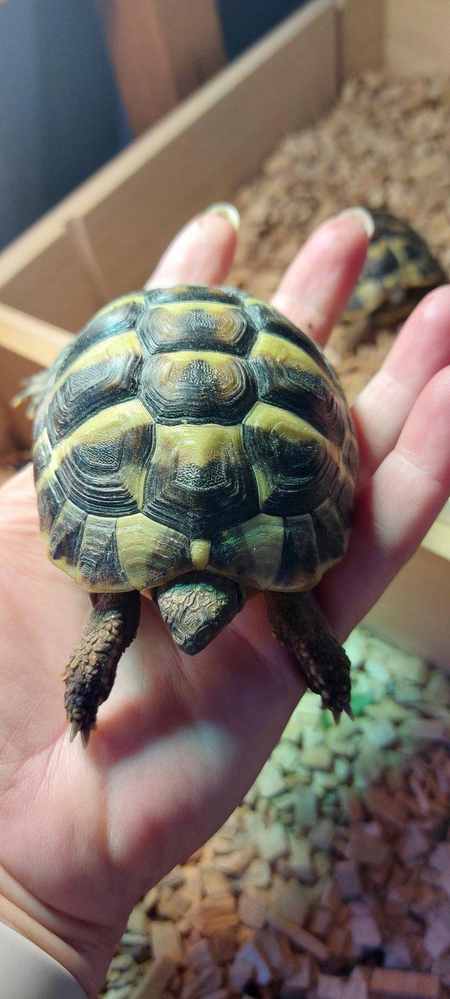 Preview of the first image of Three year old Herman Tortoises (£150 each no offers).