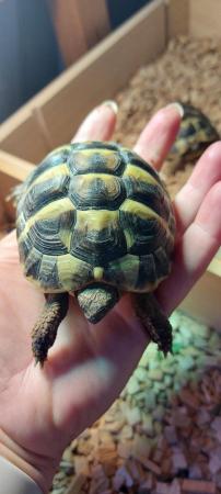 Image 1 of Three year old Herman Tortoises (£150 each no offers)