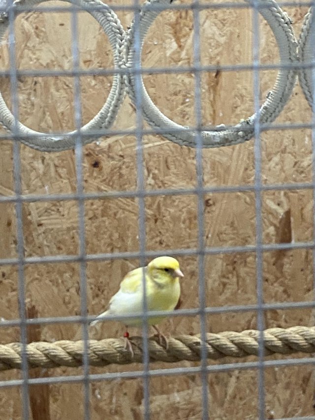 Canary’s for sale all in good condition — photo 4 of 4