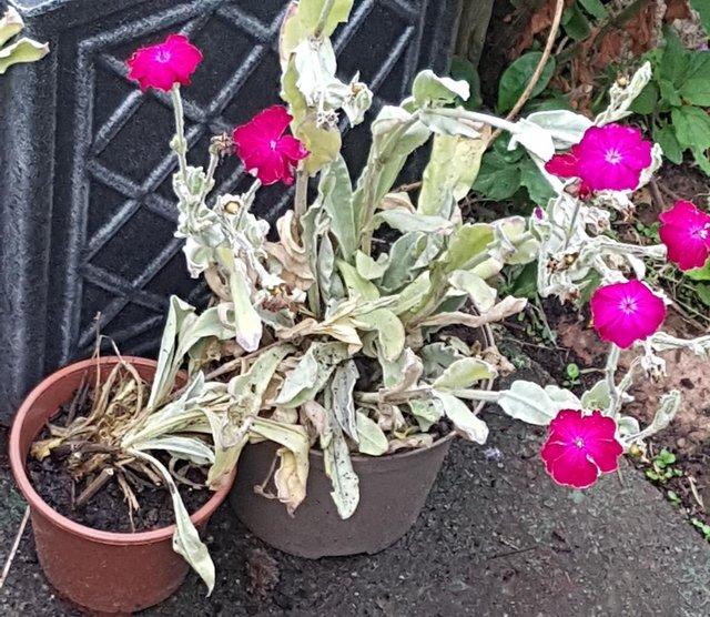 Preview of the first image of SOLD -Lychnis Coronaria Plant " Gardeners World " Perennial.