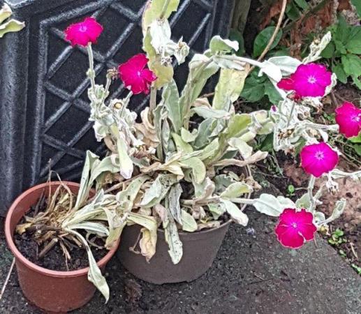 Image 1 of SOLD -Lychnis Coronaria Plant " Gardeners World " Perennial