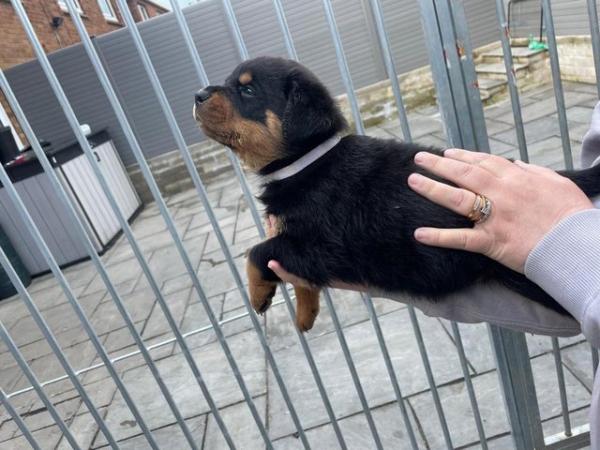 Image 16 of Rottweiler kc registered puppies