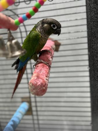 Image 5 of Young Conure with large cage and stand