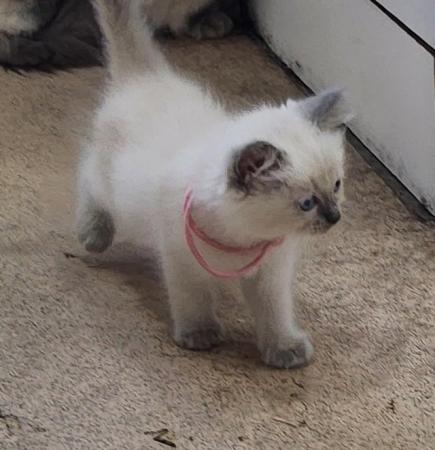 Image 13 of Ragdoll kittens ready now micro chipped £350.