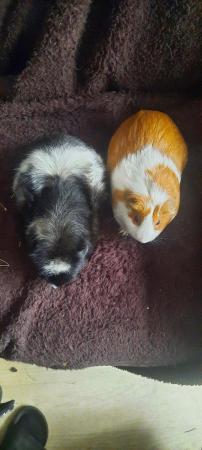 Image 3 of Young Female guinea pigs wanted