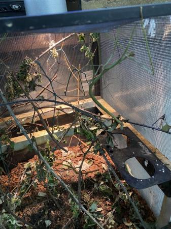 Image 2 of Kao lak stick insects (R. nematodes) £2 Each