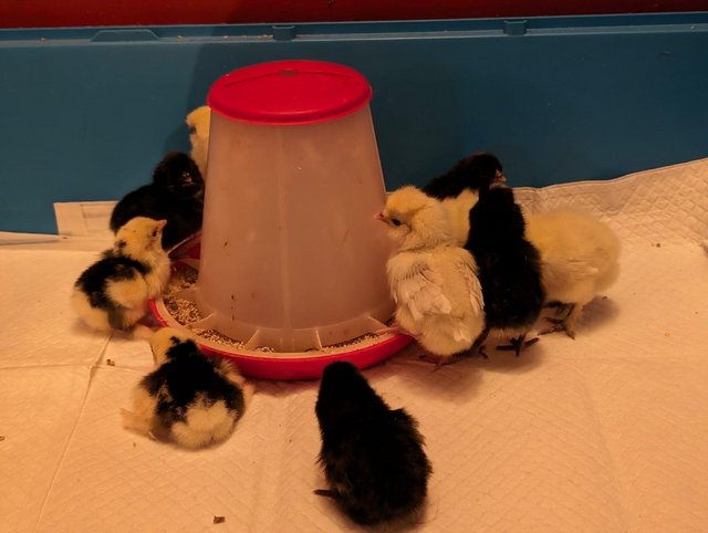 Preview of the first image of Silkie and other chicks hatched - 19th and 13th April.